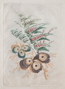 Nuova Serie di Portfolio di Fiori Ideali per il Design e la Pittura: Fantasie Floreali da Anne Allen