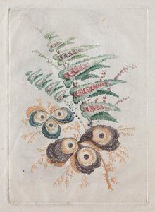 Nuova suite di portafogli di fiori ideale per il disegno e la pittura: Fantasie floreali, c. 179