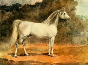 Un famoso stallone arabo, c1870s, 1944 da Anne Blunt