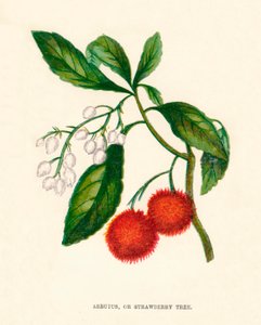 Corbezzolo, o albero di fragole, c1891