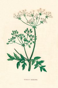 Cicuta comune, c. 1891 da Anne Pratt