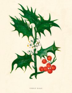 Agrifoglio comune, c1891, 1891