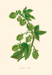 Luppolo comune, c1891, 1891