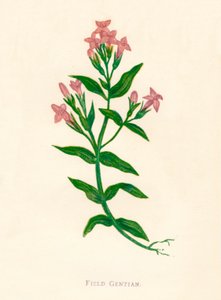 Genziana dei Campi, c1891, 1891