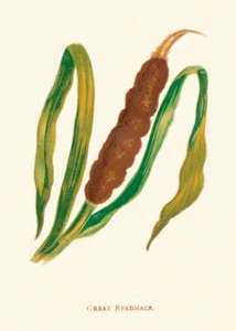 Grande canna palustre da Anne Pratt