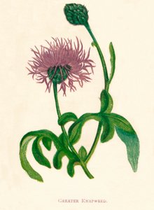 Fiordaliso maggiore, c1891, 1891