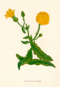 Picris di falco, c1891 da Anne Pratt