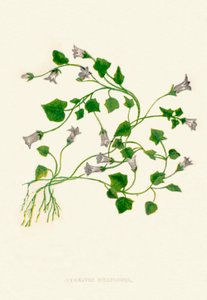 Campanula a foglie d