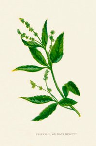 Perennial, o Mercuriale perenne, c1891 da Anne Pratt