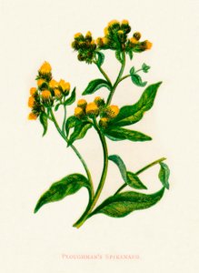 Spikenard del contadino da Anne Pratt