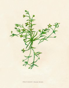 Procumbent Pearl-Wort, c1891