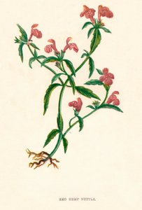 Ortica rossa