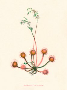 Drosera a foglie rotonde, c1891