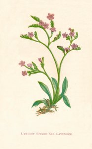Lavanda di mare con spine erette, c. 1891 da Anne Pratt