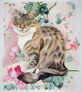 Gatto tigrato a pelo lungo