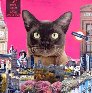 Gatto Urbano