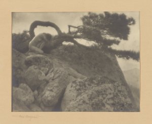 Il pino solitario