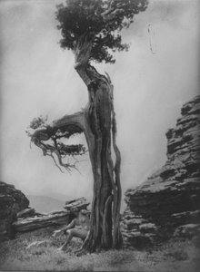 Senza titolo (Nudo alla base di un cedro) da Anne W. Brigman