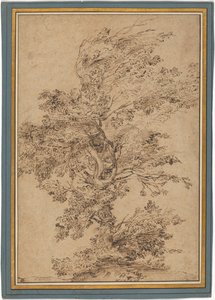 Studie eines Baumes da Annibale Carracci