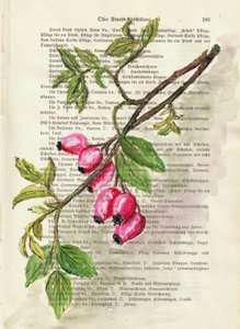 Ramo con bacche di rosa canina – Acquerello – Studio naturalistico da Annick