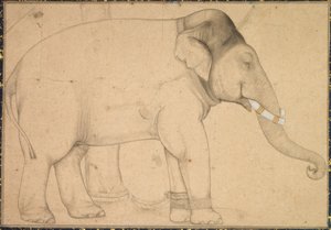 Disegno di un elefante