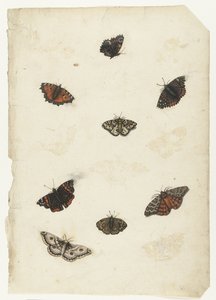 Otto farfalle da Anonymous