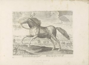 Cavallo arabo