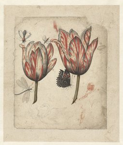 Foglia con due tulipani e alcuni insetti
