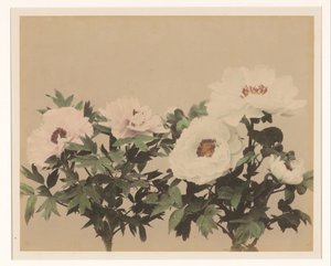Natura morta con peonie