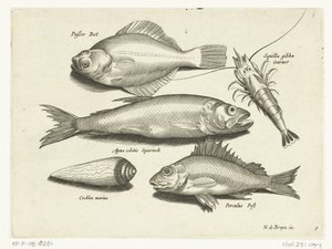 Sogliola, gamberetto, sperlano e persico