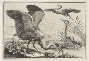 Tre aironi (serie: Diversae avium species)