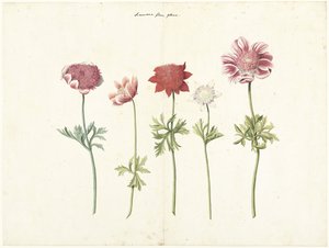 Cinque studi di anemoni