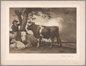 Riproduzione fotografica del dipinto Il toro di Paulus Potter, coll. Mauritshuis