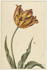 Tulipano giallo-arancio-rosso
