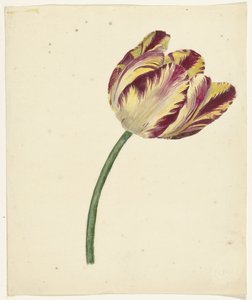 Tulipano giallo-rosso