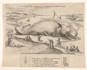 Balena arenata ad Anversa, 1577 da Anonymous