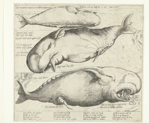 Balena arenata vicino ad Anversa, 1577
