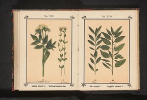 Angelica e centaurea minore da Anonymous