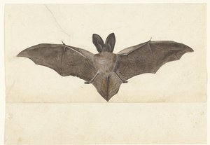 Pipistrello dalle grandi orecchie (Album Lombard) da Anonymous