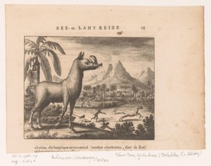 Cervo dorato o babirussa dorato da Anonymous