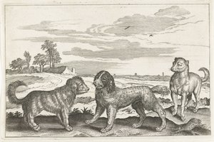 Cani (serie Animali quadrupedi)