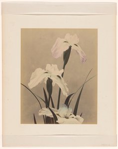 Iris da Anonymous