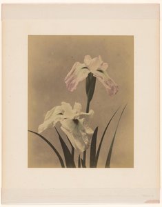 Iris da Anonymous
