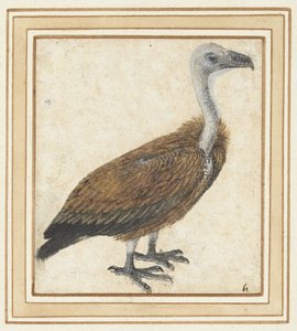 Giovane avvoltoio grifone (Gyps fulvus) da Anonymous