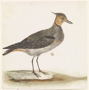Pavoncella da Anonymous