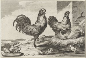 Gallina, galli e pulcini (serie Diversae avium species, Verschillende vogels)