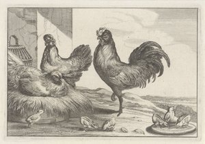 Gallina, galli e pulcini (Diversae avium species) da Anonymous