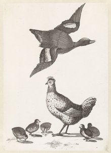 Gallina con cinque pulcini e un