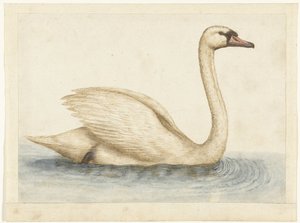 Cigno reale da Anonymous