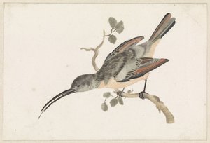 Colibrì su un ramo a sinistra